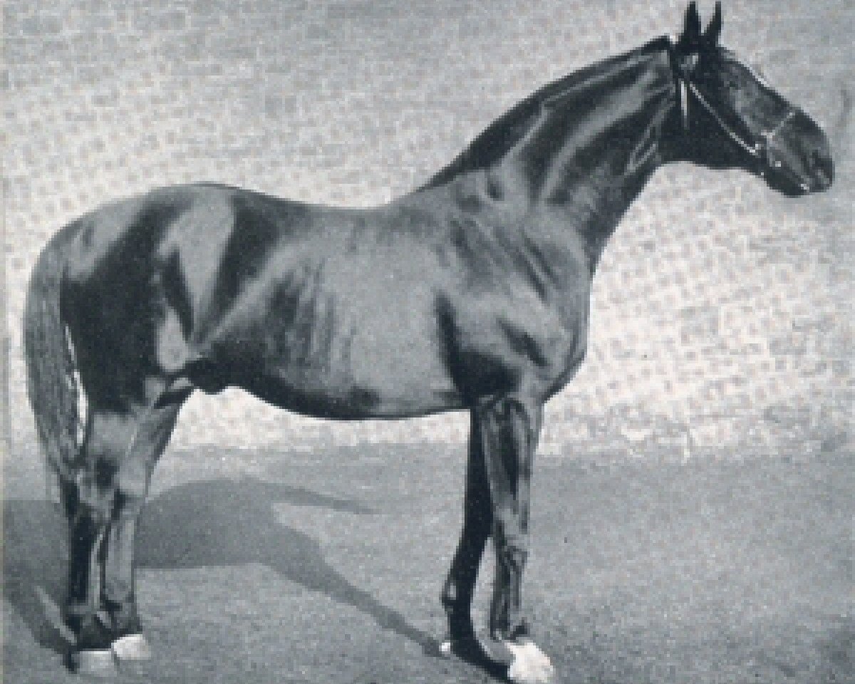 Deckhengst Flirt (Hannoveraner, 1917, von Flingarth)