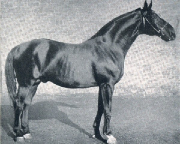 stallion Flirt (Hanoverian, 1917, from Flingarth)