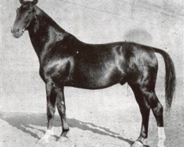 stallion Flimmer II (Hanoverian, 1925, from Flirt)