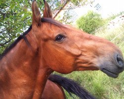 horse Karat (Zweibrücken, 2003)