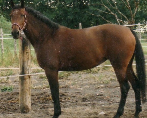 Zuchtstute Laura 152 (Brandenburger, 1996, von Lad)