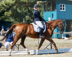 dressage horse Fiona (Hanoverian, 1997, from Fabriano)