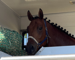 jumper Kaspino (German Sport Horse, 2017, from Kasanova de La Pomme)