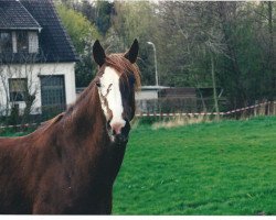 Zuchtstute Lalilu (Trakehner, 1985, von Amadeus)