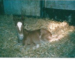 Springpferd Leia Luna (Trakehner, 2003, von Preussenprinz)