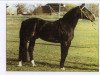 stallion Sekurit (Mecklenburg, 1975, from Sekt)
