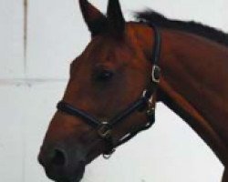 broodmare Twisty (KWPN (Royal Dutch Sporthorse), 2000, from Hold Up Premier)