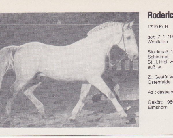 Deckhengst Roderich (Holsteiner, 1964, von Ramzes AA)