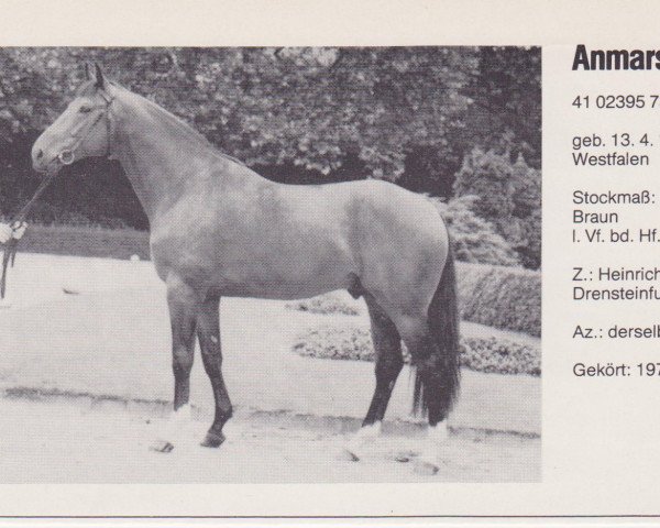 stallion Anmarsch (Westphalian, 1973, from Angelo xx)