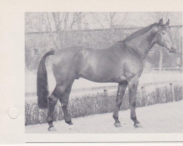 stallion Frühmarsch (Westphalian, 1961, from Frühlicht I)