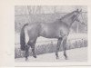 stallion Frühmarsch (Westphalian, 1961, from Frühlicht I)