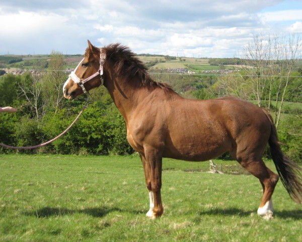 Zuchtstute Bowes Havanna Tan (British Sport Horse,  )