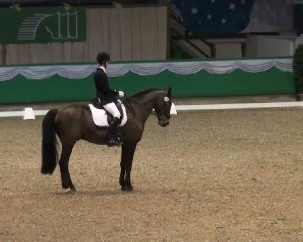 dressage horse Wellenstein 2 (Hanoverian, 2004, from Wolkentanz I)