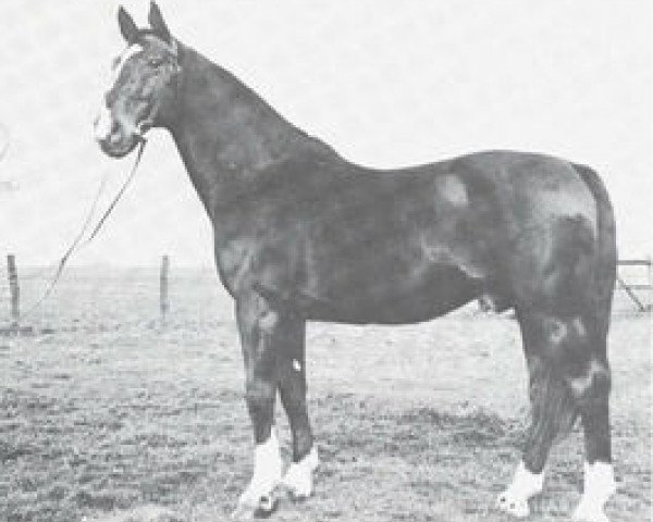 stallion Schwank (Westphalian, 1932, from Schwabenkoenig I 310260121)