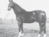 stallion Schwank (Westphalian, 1932, from Schwabenkoenig I 310260121)