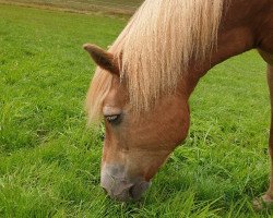 Pferd Britta (Haflinger, 1991, von Nemos)