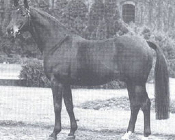 horse Remus I (Westphalian, 1958, from Radetzky)