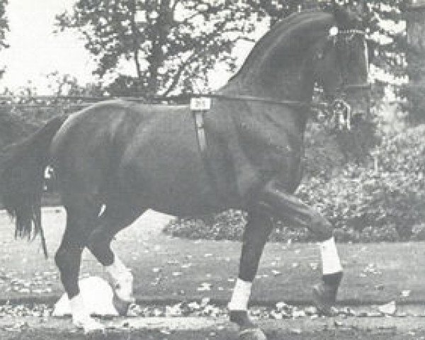 stallion Doktor (Westphalian, 1956, from Duellant)