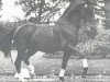 stallion Doktor (Westphalian, 1956, from Duellant)