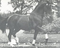 stallion Doktor (Westphalian, 1956, from Duellant 3586)