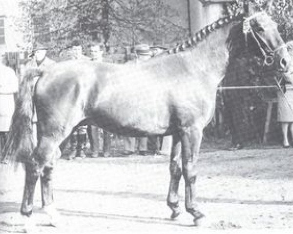 Deckhengst Guenstling (Westfale, 1963, von Grünspecht)