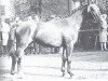stallion Guenstling (Westphalian, 1963, from Grünspecht)