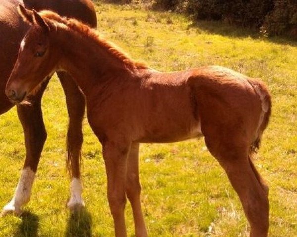 Pferd Chellino (Scottish Sports Horse, 2010, von Umenno)