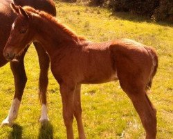 horse Chellino (Scottish Sports Horse, 2010, from Umenno)