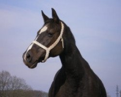 broodmare Carrara (Oldenburg, 1992, from Corlando)