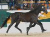 stallion Prinz K3 (Trakehner, 2004, from K2 T)