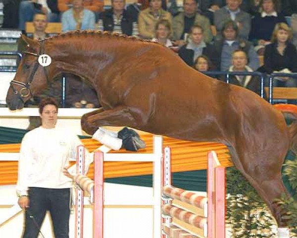 dressage horse Hulian (Trakehner, 2004, from Connery)