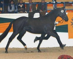 Deckhengst Elfenstein (Trakehner, 2004, von Hohenstein I)