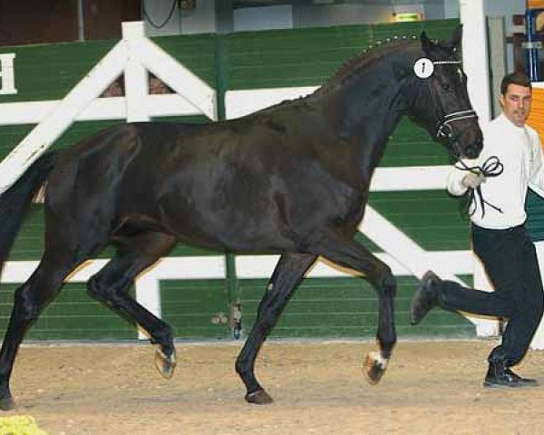 stallion Krokant (Trakehner, 2004, from Lauries Crusador xx)