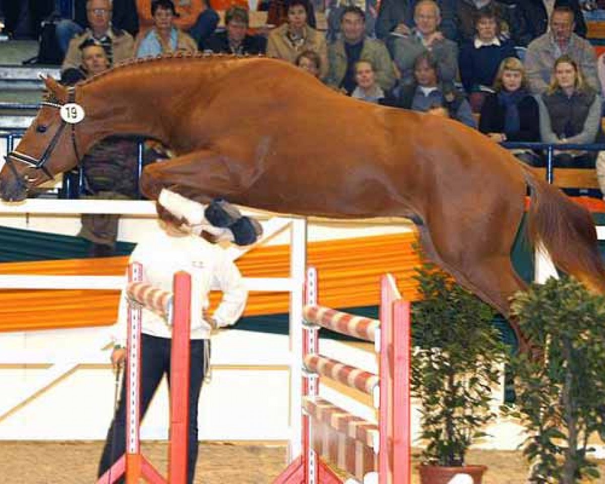 Deckhengst Donaugold 2 (Trakehner, 2004, von Distelzar)