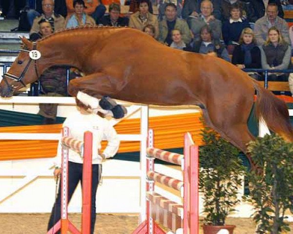 stallion Donaugold 2 (Trakehner, 2004, from Distelzar)