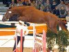 Deckhengst Donaugold 2 (Trakehner, 2004, von Distelzar)