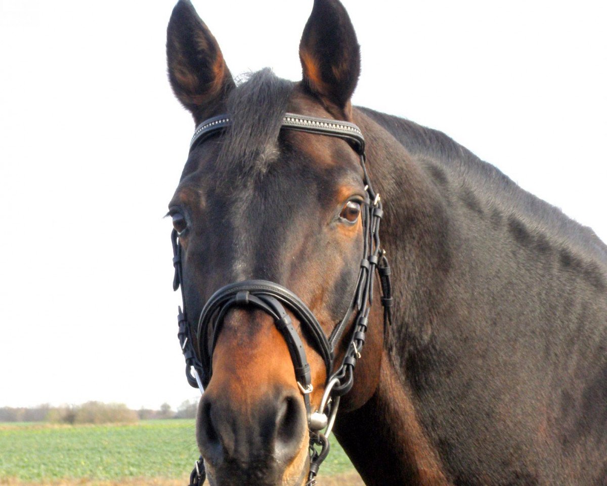 stallion Lezard (Oldenburg, 1994, from Landadel)