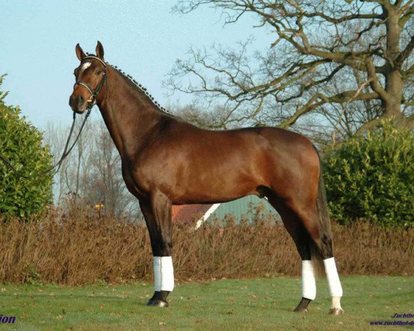 stallion Hyperion (Hanoverian, 2001, from Heraldik xx)