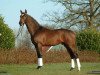 stallion Hyperion (Hanoverian, 2001, from Heraldik xx)