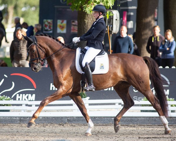 dressage horse To Limit (Oldenburg, 2017, from Top Gear)