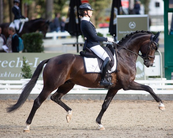 stallion Frankie Lee (Hanoverian, 2017, from Franziskus FRH)