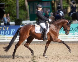 dressage horse First Prince (Hanoverian, 2017, from Fürstenball)