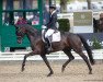 dressage horse Bayside Ak (Hanoverian, 2017, from Bon Coeur)