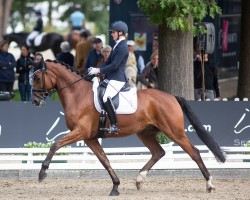 dressage horse Quentin 182 (Hanoverian, 2017, from Quotenkönig 2)