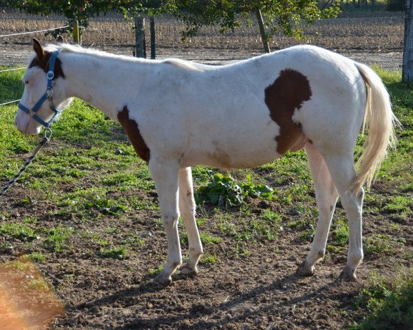 stallion Sugar Bar Flame (Paint Horse, 2010, from A Special Zip)