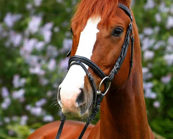 horse Cardinio (German Sport Horse, 2006, from Connection)