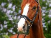 horse Cardinio (German Sport Horse, 2006, from Connection)