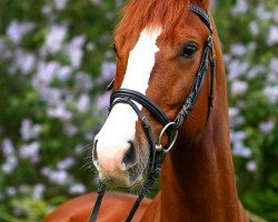 Pferd Cardinio (Deutsches Sportpferd, 2006, von Connection)