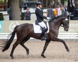 dressage horse Black Jack Jg (Oldenburg, 2017, from Bon Coeur)