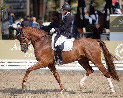 dressage horse Feuerfunke OLD (Oldenburger, 2017, from Franziskus FRH)